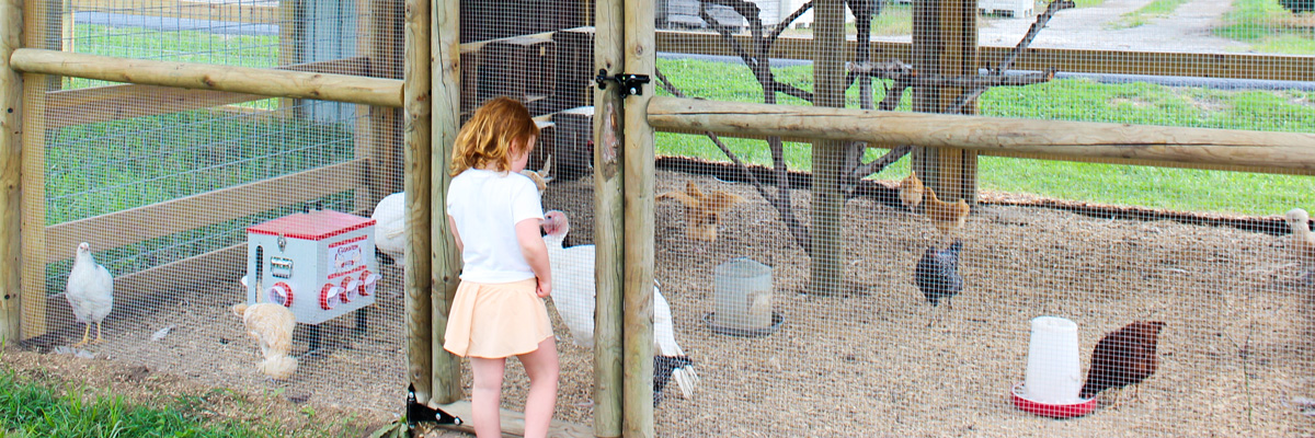 Young girl feeding chickens at MacQueen's Adventure Land